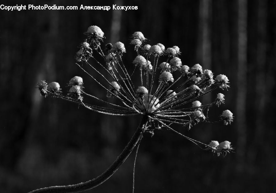 Apiaceae, Blossom, Plant, Dill, Cherry Blossom, Flower, Potted Plant
