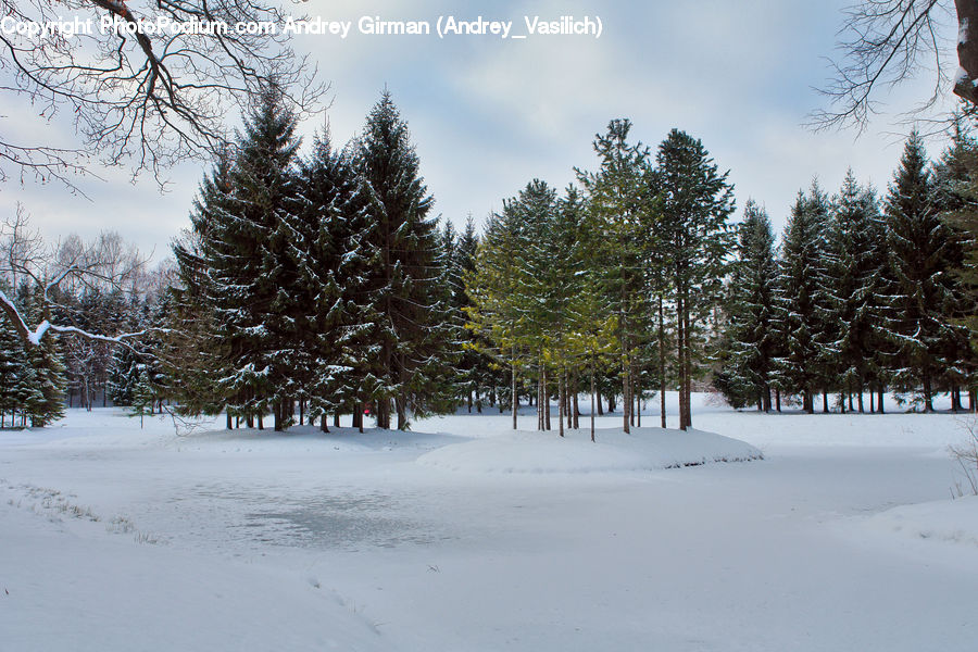 Conifer, Fir, Plant, Tree, Spruce, Wood, Landscape