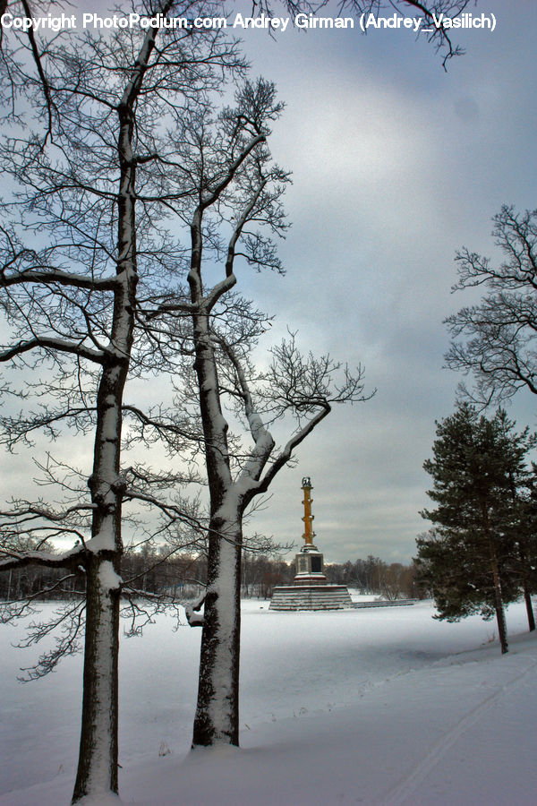 Birch, Tree, Wood, Conifer, Fir, Plant, Ice