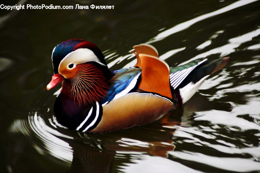 Bird, Duck, Teal, Waterfowl, Outdoors