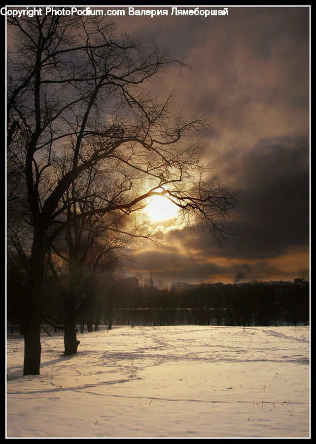 Plant, Tree, Dawn, Dusk, Sky, Sunrise, Sunset