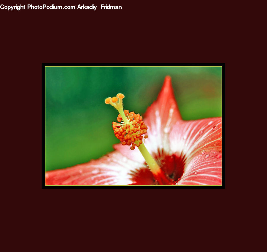 Flora, Pollen, Projection Screen, Screen, Anther, Flower, Petal
