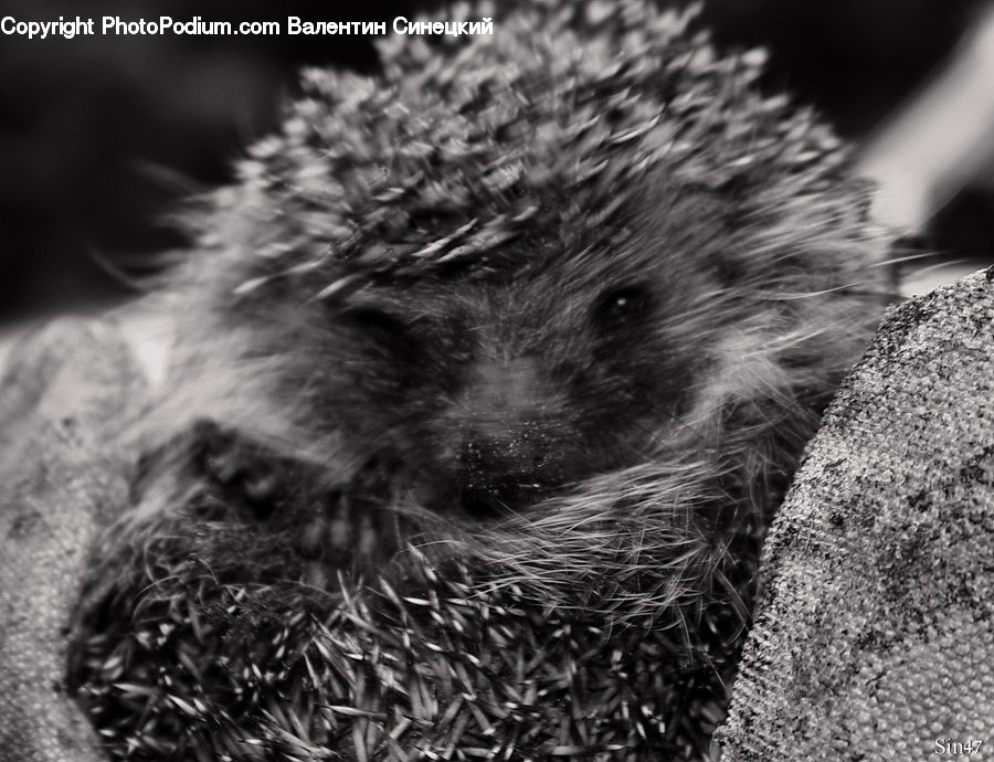 Animal, Hedgehog, Mammal, Porcupine, Rodent