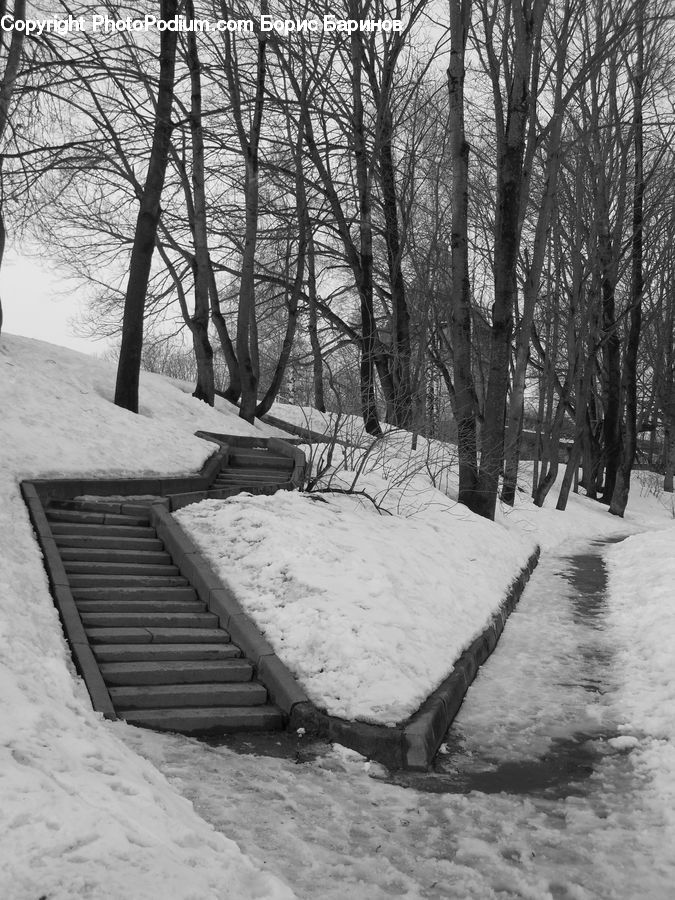 Bench, Ice, Outdoors, Snow, Plant, Tree, Path
