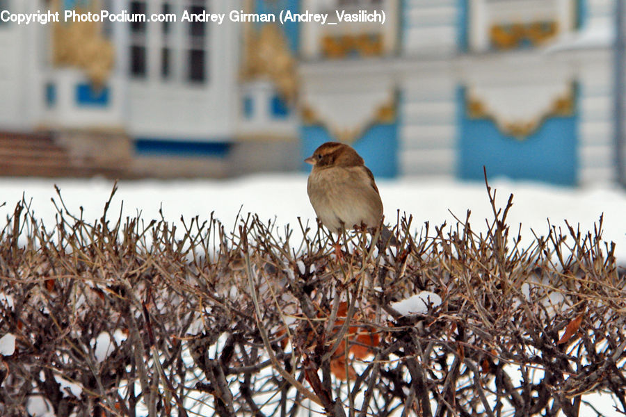 Bird, Sparrow, Bird Nest, Nest, Blue Jay, Bluebird, Jay