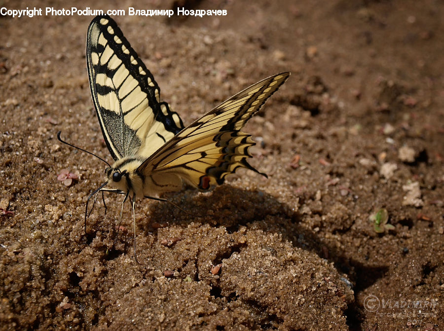 Butterfly, Insect, Invertebrate, Cricket Insect, Grasshopper