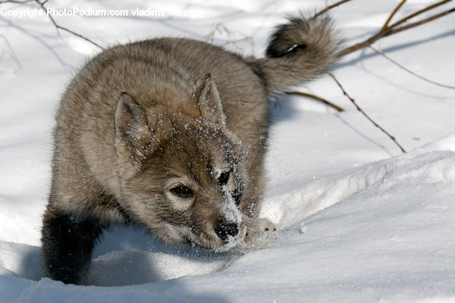 Animal, Canine, Coyote, Grey Fox, Mammal, Red Wolf, Fox