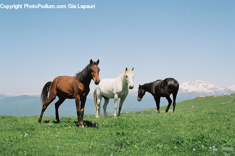 Animal, Horse, Mammal, Colt Horse, Foal