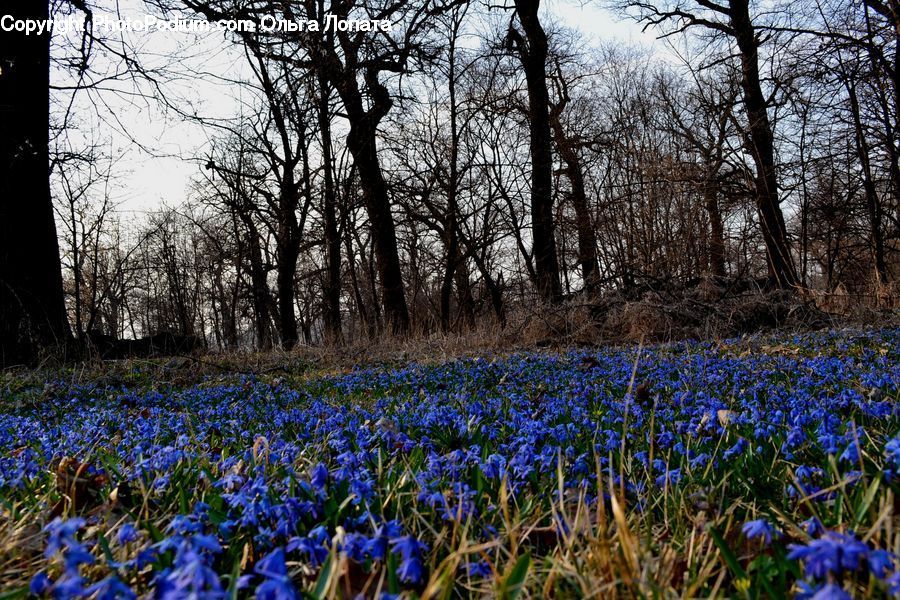 Fiber, Flax, Flora, Flower, Plant, Iris, Forest