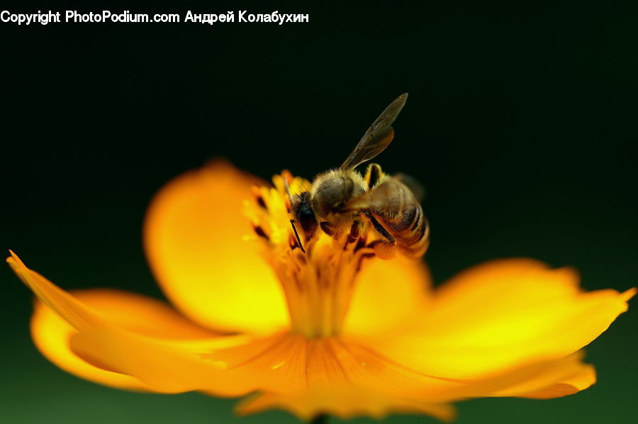 Bee, Insect, Invertebrate, Apidae, Bumblebee, Honey Bee, Hornet