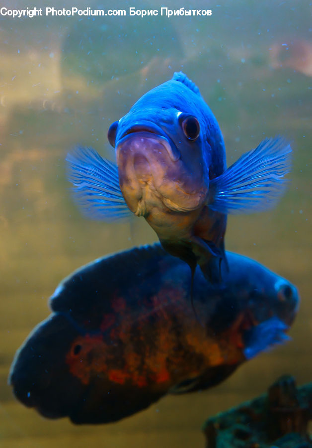 People, Person, Human, Fish, Sea Life, Bowl, Eating