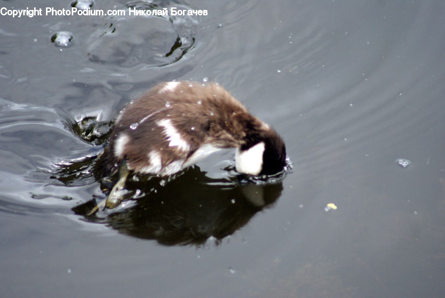 Bird, Duck, Teal, Waterfowl, Goose