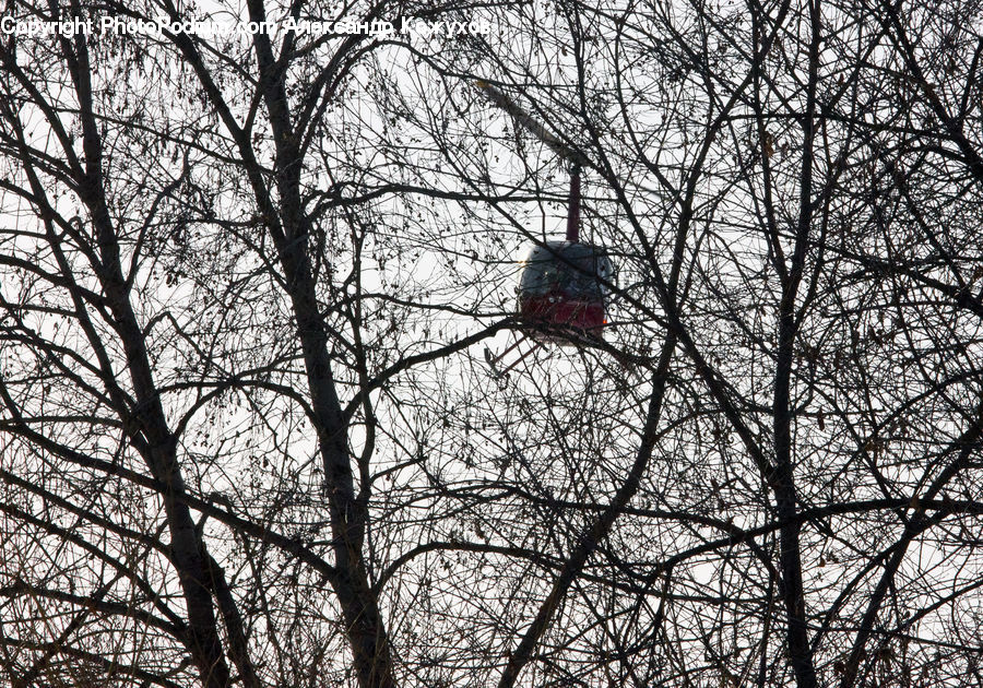 Bird, Bishop, Cardinal, Finch, Priest, Plant, Tree