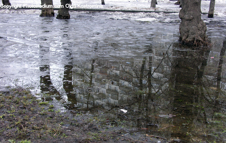 Plant, Tree, Water, Pavement, Oak, Wood, Outdoors