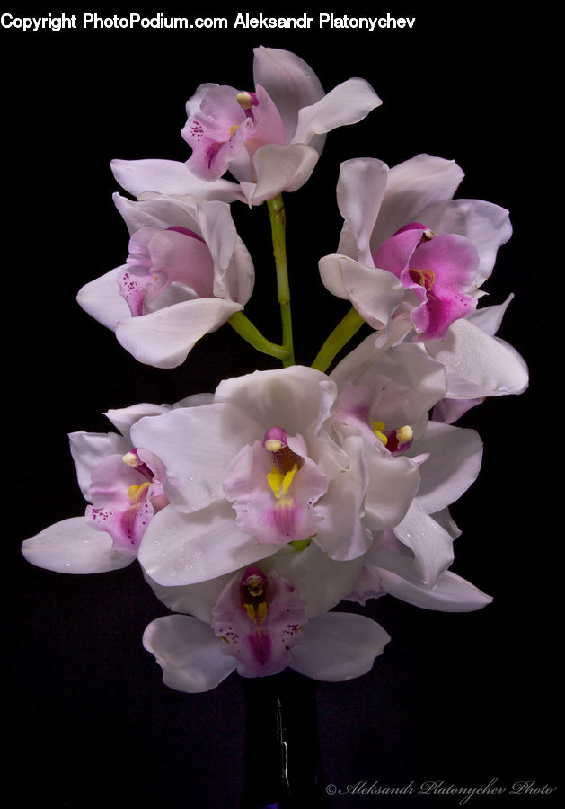Flora, Flower, Gladiolus, Plant, Blossom, Petal, Orchid