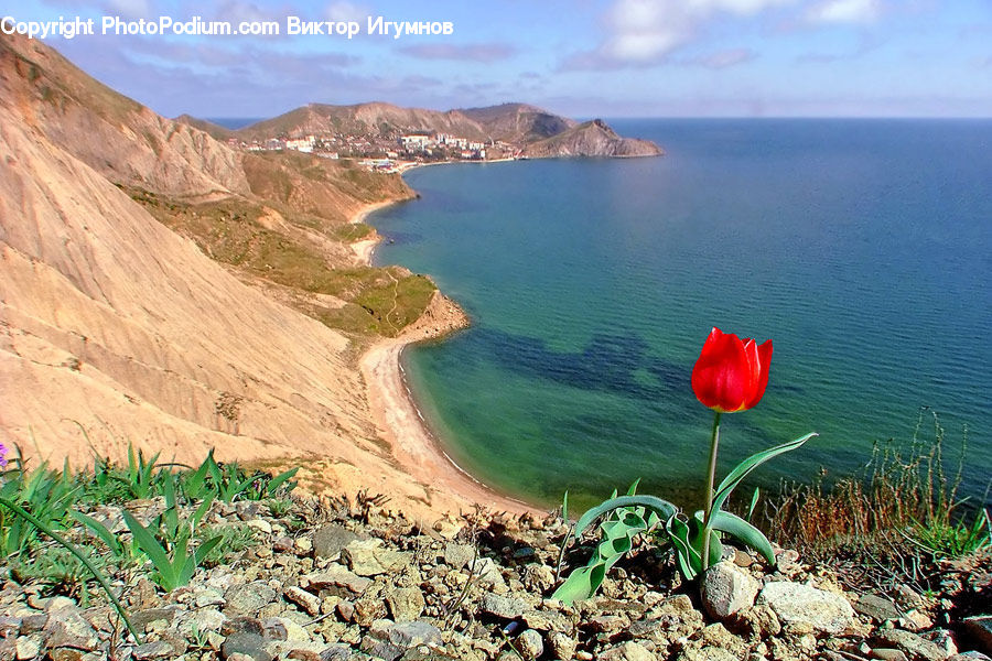 Soil, Aloe, Plant, Coral Reef, Outdoors, Reef, Sea