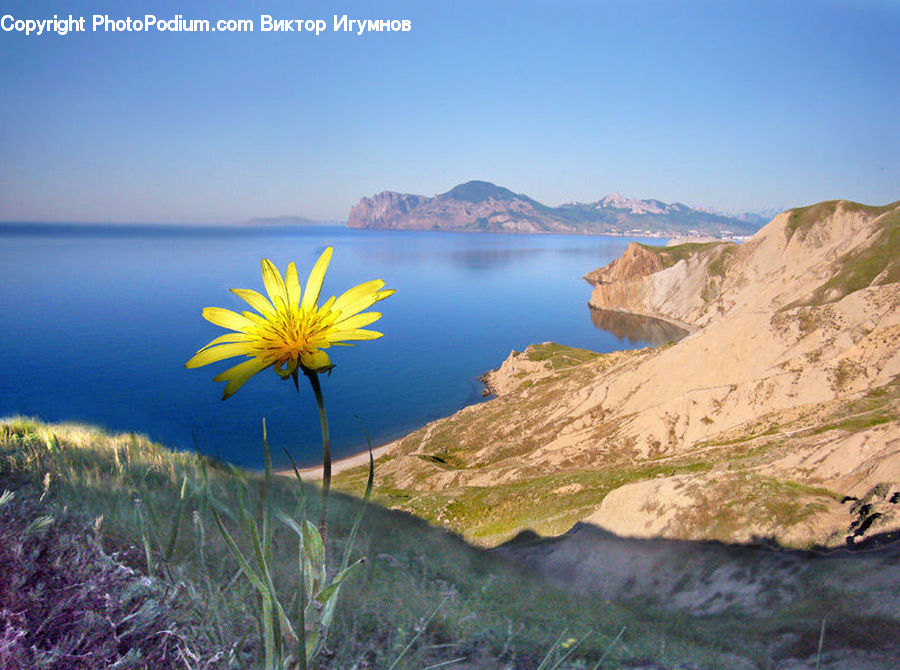 Dandelion, Flower, Plant, Cliff, Outdoors, Beach, Coast