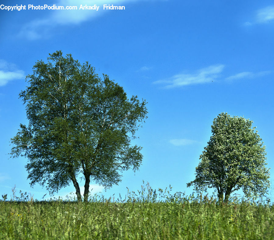 Field, Grass, Grassland, Land, Outdoors, Plant, Meadow