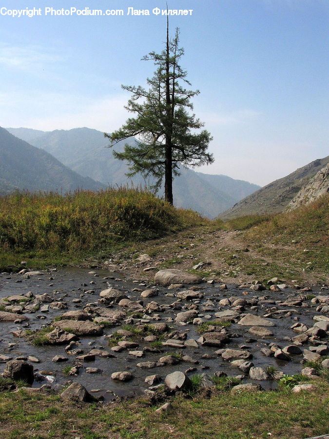 Outdoors, Wilderness, Conifer, Fir, Plant, Tree, Spruce