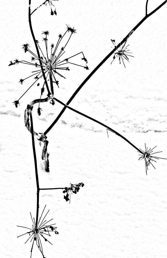 Dandelion, Flower, Plant, Drawing, Sketch, Paper, Blossom