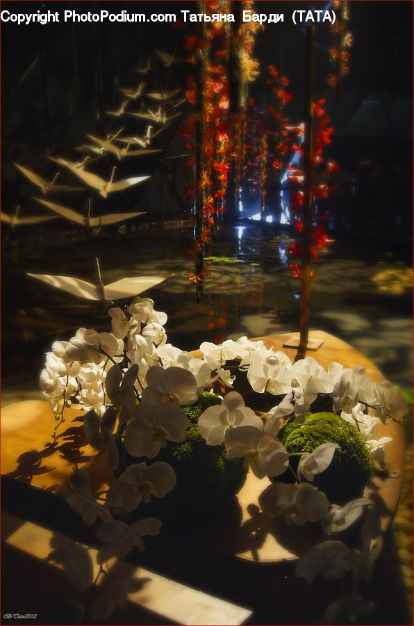 Plant, Potted Plant, Night, Outdoors, Flower Arrangement, Ikebana, Vase