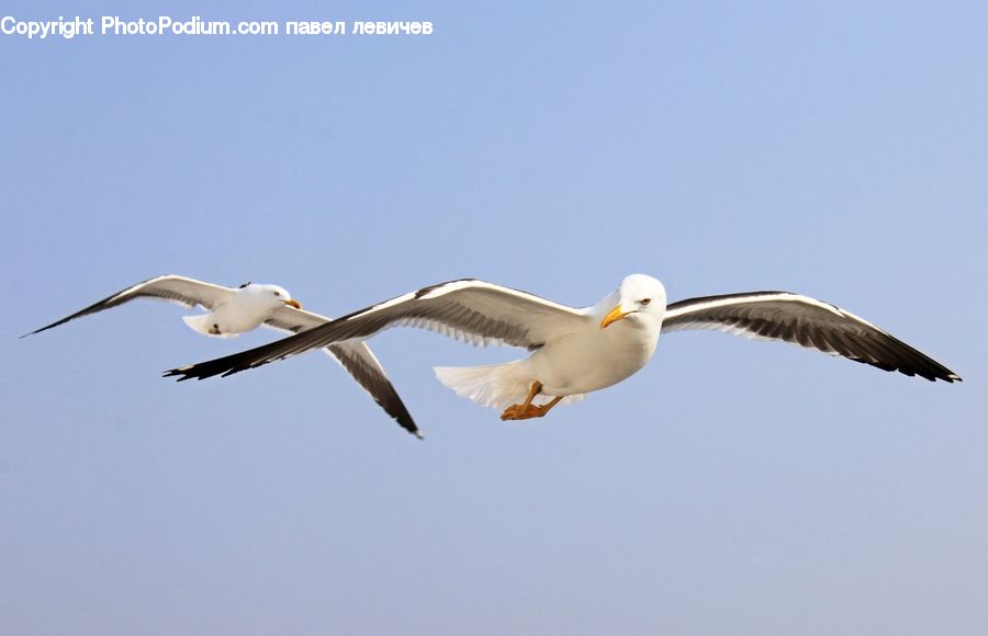 Bird, Booby, Seagull, Pelican, Beak, Goose, Waterfowl