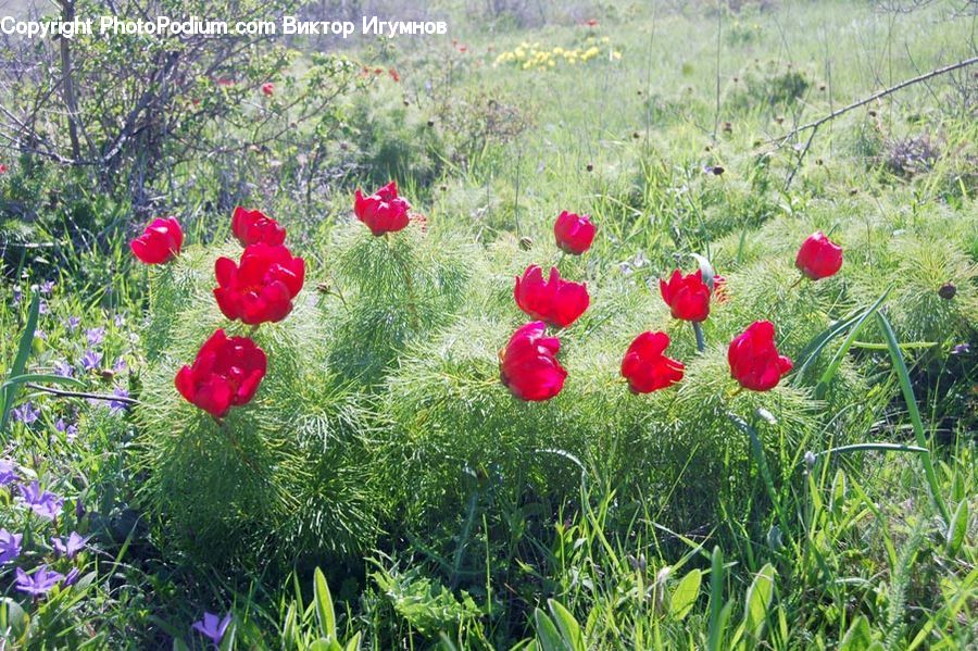 Blossom, Flora, Flower, Plant, Tulip, Poppy, Ball