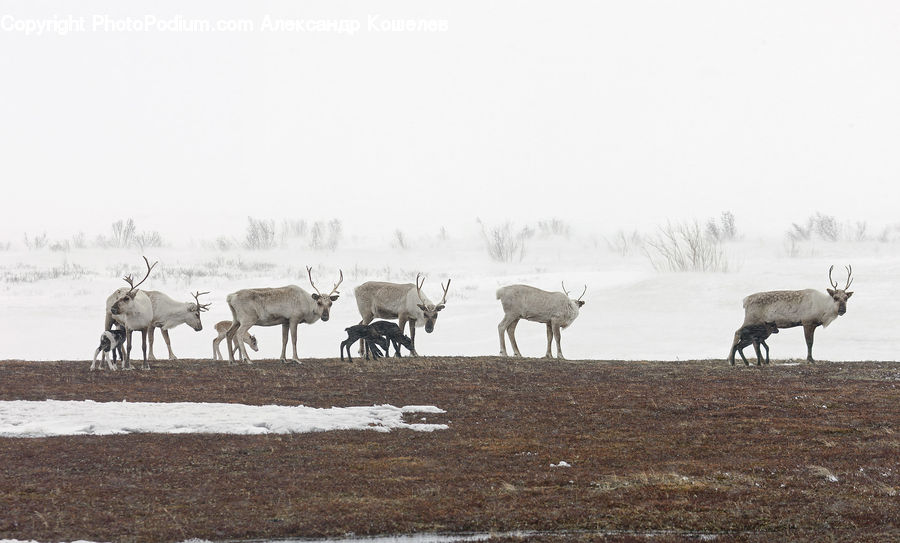 Angus, Animal, Bull, Mammal, Deer, Wildlife, Antelope