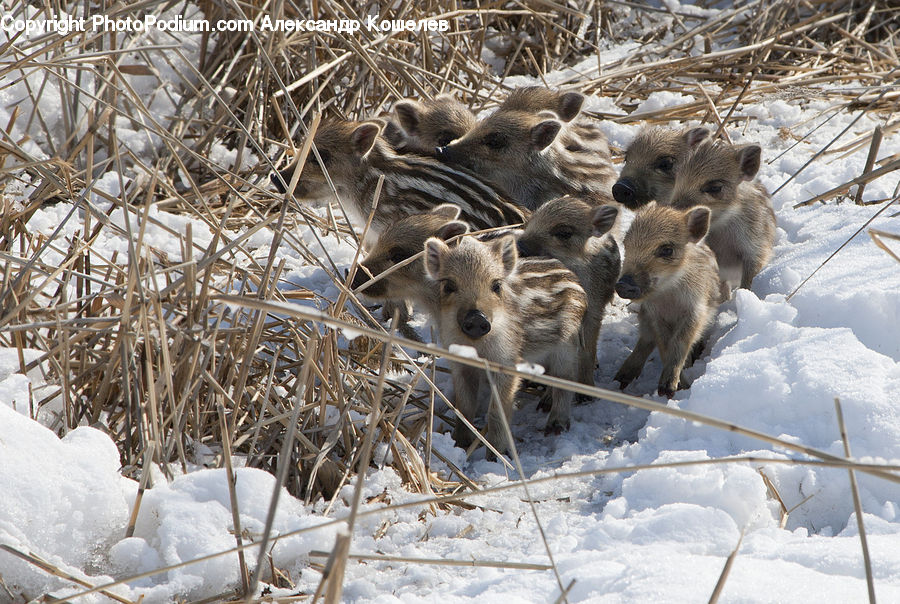 Animal, Boar, Hog, Mammal, Pig, Ice, Outdoors