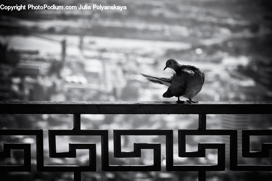 Bird, Dove, Pigeon, Word, Silhouette, Goose, Waterfowl