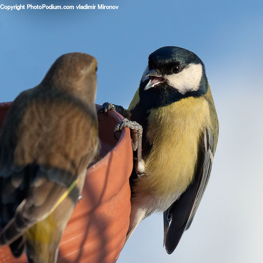 Bird, Swallow, Blue Jay, Bluebird, Jay, Beak, Finch