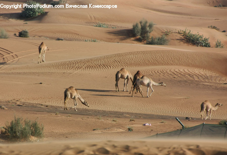 Outdoors, Sand, Soil, Desert, Dune, Animal, Camel