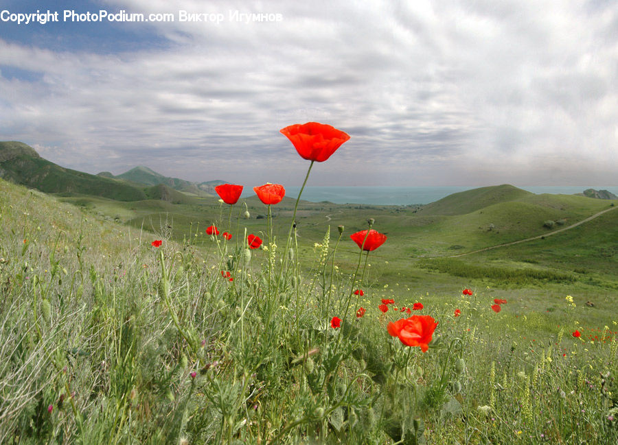 Blossom, Flora, Flower, Plant, Poppy, Field, Grass