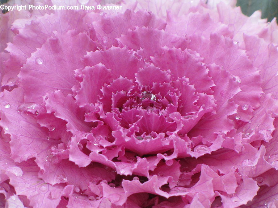 Blossom, Carnation, Flower, Plant, Peony, Cabbage, Produce