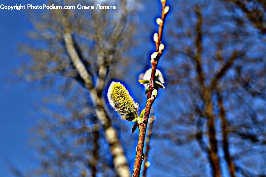 Conifer, Fir, Plant, Tree, Blossom, Flora, Flower