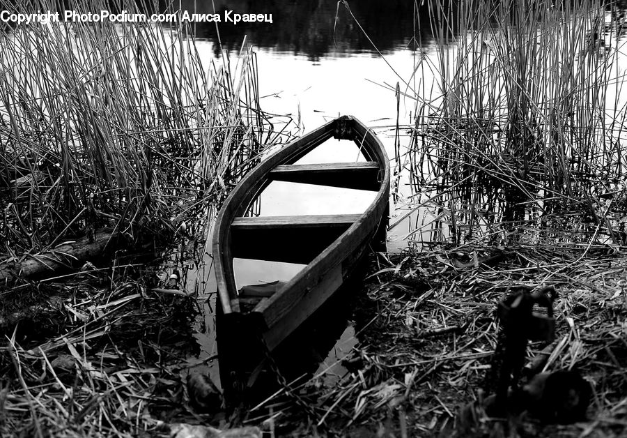 Grass, Plant, Reed, Boat, Rowboat, Vessel, Forest
