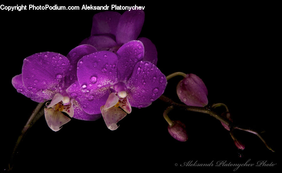 Blossom, Flora, Flower, Orchid, Plant, People, Person
