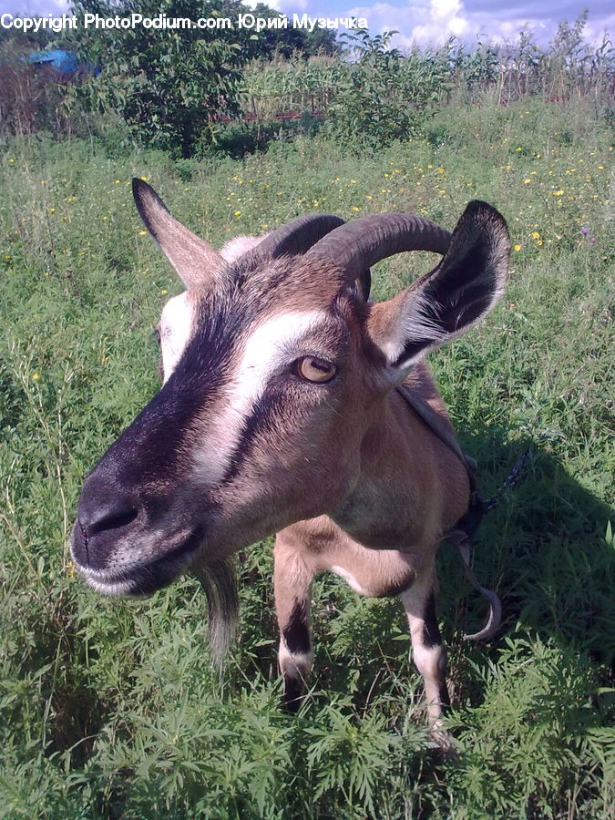 Animal, Donkey, Goat, Mammal, Mountain Goat, Fern, Plant