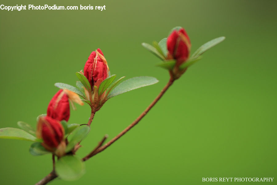 Bud, Plant, Blossom, Flora, Flower, Geranium, Tulip
