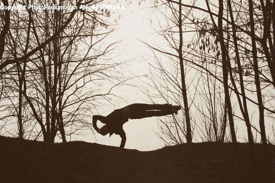 Silhouette, Plant, Tree