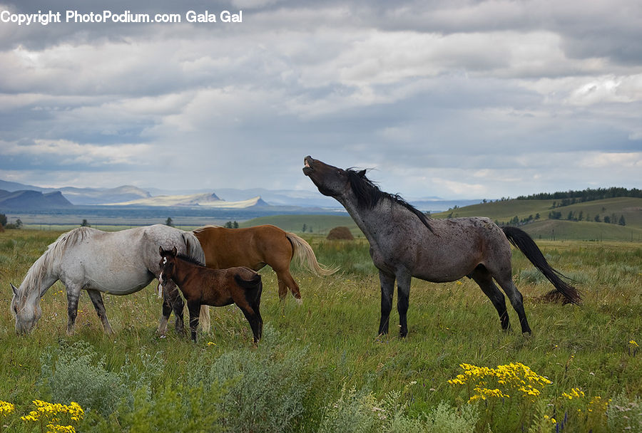 Animal, Horse, Mammal, Colt Horse, Foal, Stallion, Countryside