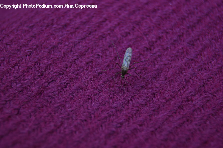 Butterfly, Insect, Invertebrate, Cardigan, Clothing, Sweater, Blossom