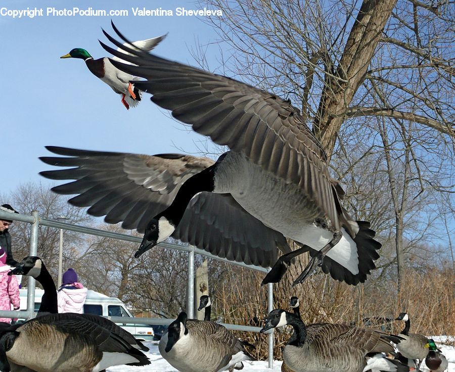 Bird, Goose, Waterfowl, Pelican, Anhinga, Cormorant