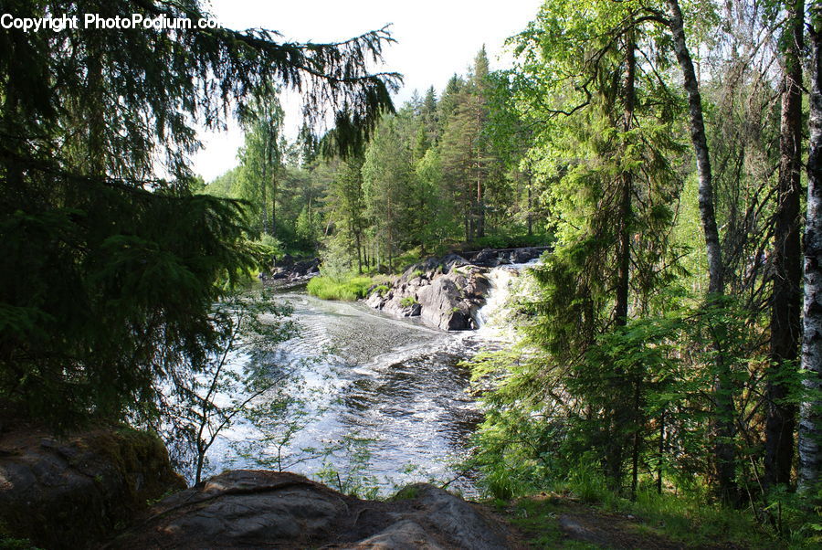 Creek, Outdoors, River, Water, Forest, Vegetation, Grove