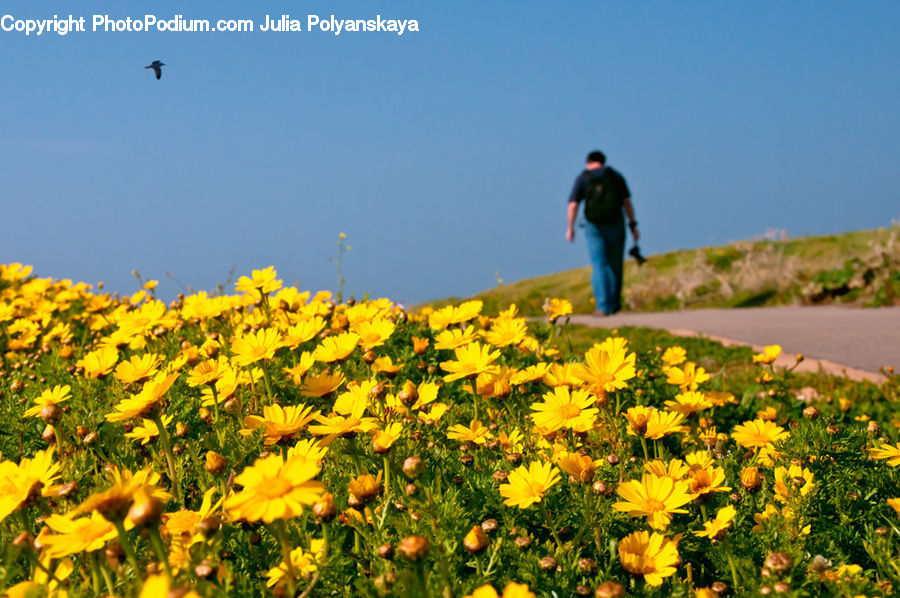 Human, People, Person, Blossom, Flora, Flower, Plant