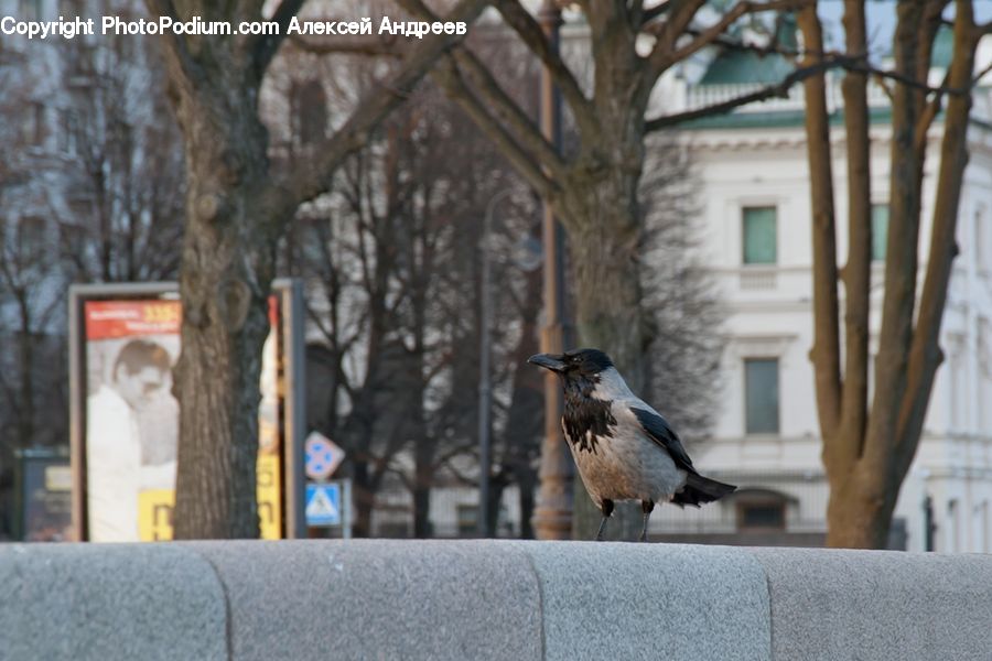 People, Person, Human, Bird, Blue Jay, Bluebird, Jay