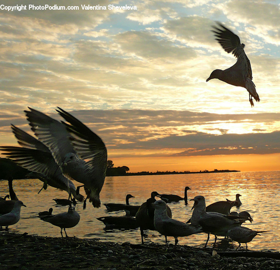 People, Person, Human, Bird, Waterfowl, Goose, Crane Bird