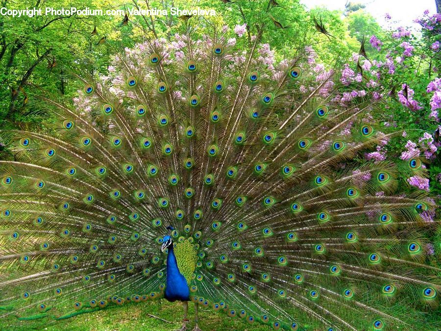 Bird, Peacock, Pheasant, Wildlife, Plant, Tree, Blossom
