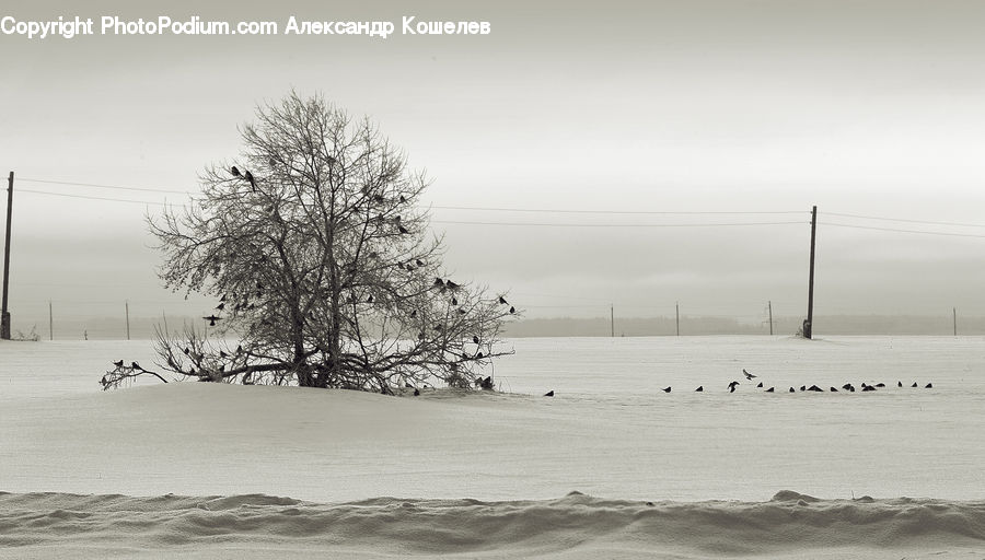 Outdoors, Sand, Soil, Ice, Snow, Plant, Tree