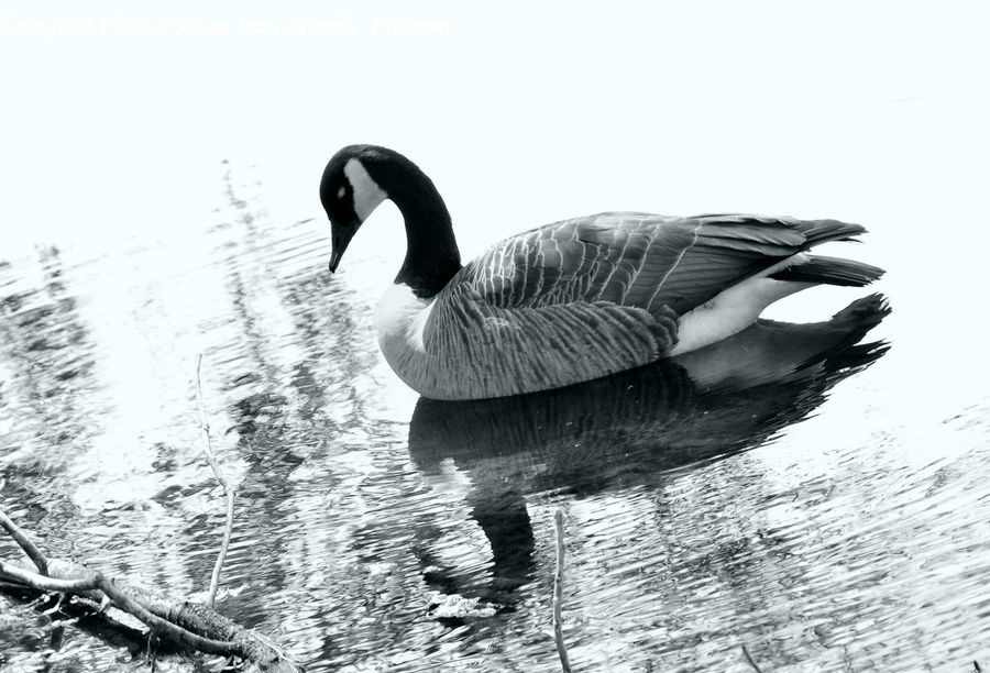 Bird, Waterfowl, Outdoors, Ripple, Water, Goose